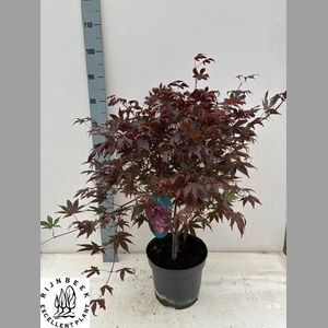 ACER PA ATROPURPUREU