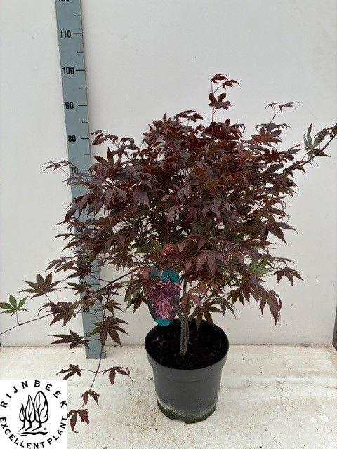 <h4>ACER PA ATROPURPUREU</h4>