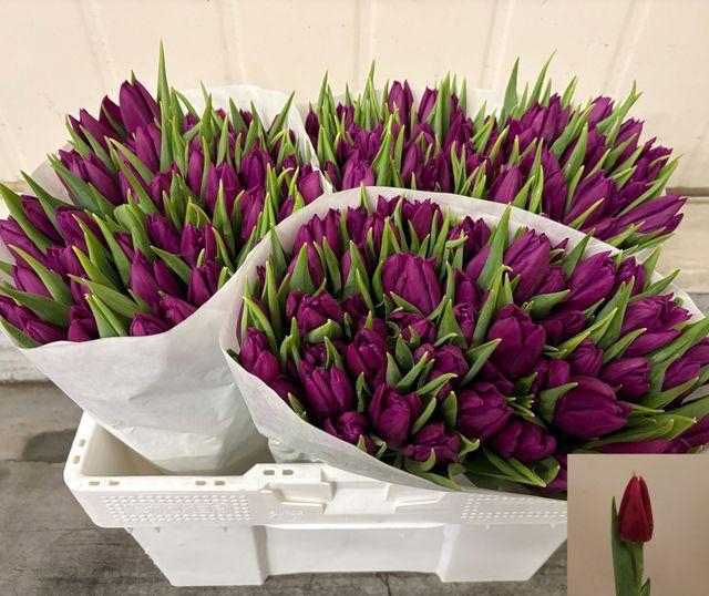 <h4>TU EN LAPTOP</h4>