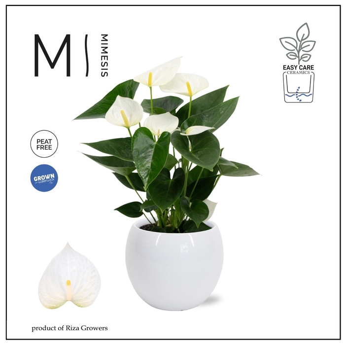 <h4>Mimesis Anthurium KARMA White - Lisa White</h4>