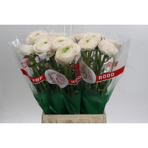 Ranunculus Clooney Real Ioren