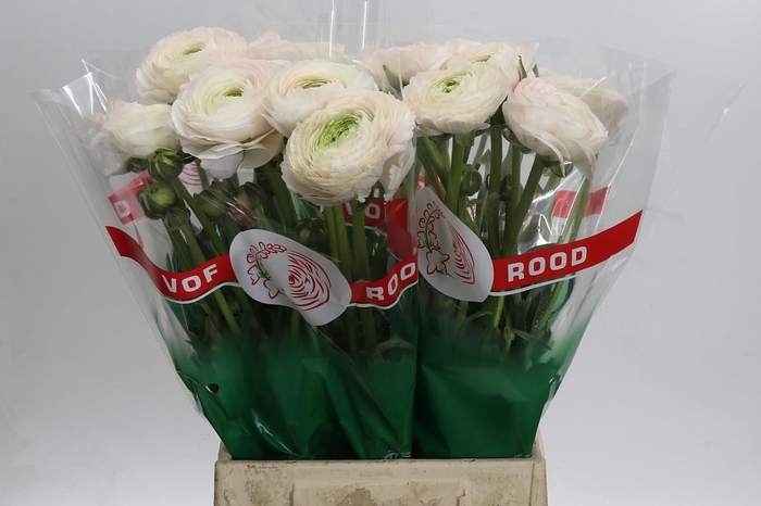 <h4>Ranunculus Clooney Real Ioren</h4>