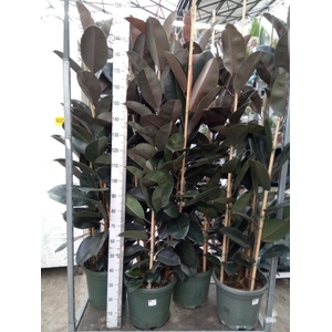Ficus elastica 'Abidjan'