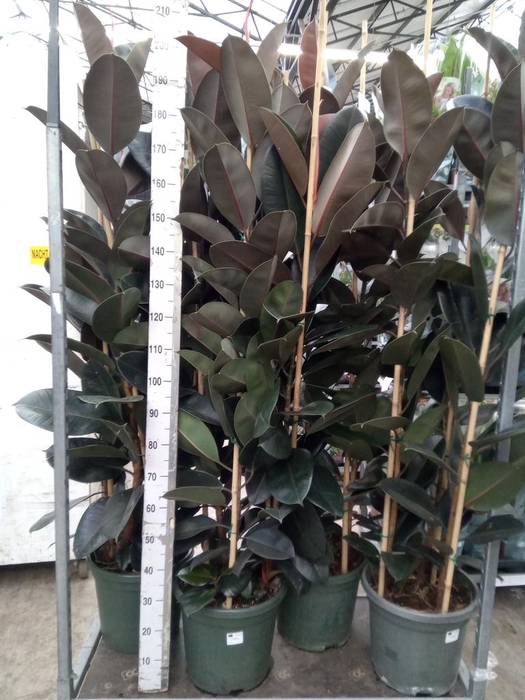 <h4>Ficus elastica 'Abidjan'</h4>