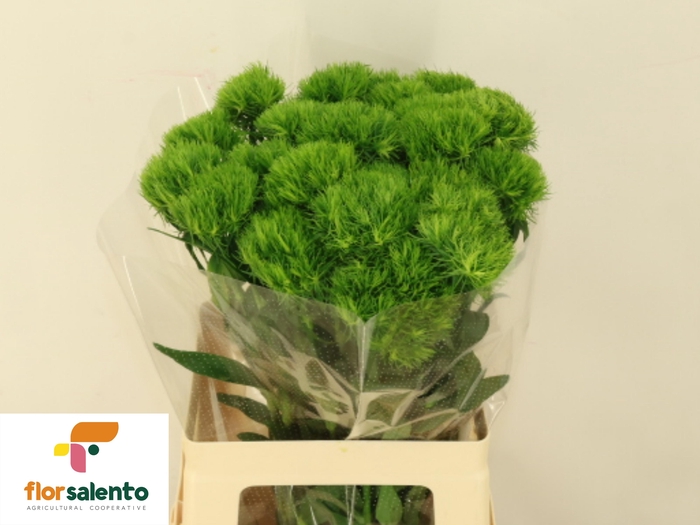 <h4>DI BARB BARB FRESH</h4>