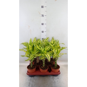 Dracaena frag. 'Yellow Coast'