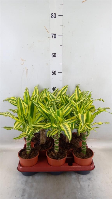 <h4>Dracaena frag. 'Yellow Coast'</h4>