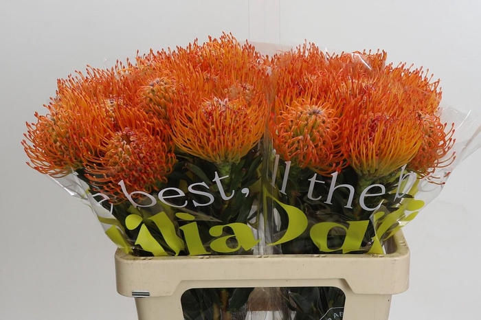 <h4>Nutans Ayoba Sun</h4>