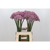 Allium Pink Jewel
