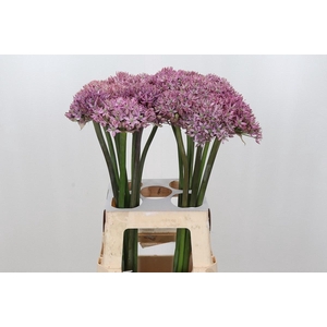 Allium Pink Jewel