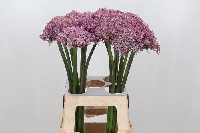 Allium Pink Jewel