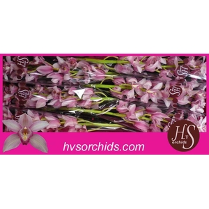 CYMB T ELLIO RO C290 80 CM