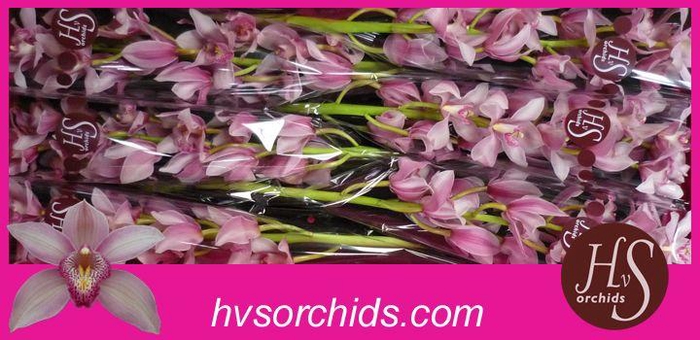 <h4>CYMB T ELLIO RO C290 80 CM</h4>