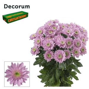 CHR T Optimist Decorum