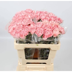 DI ST PINK MONTEZUMA