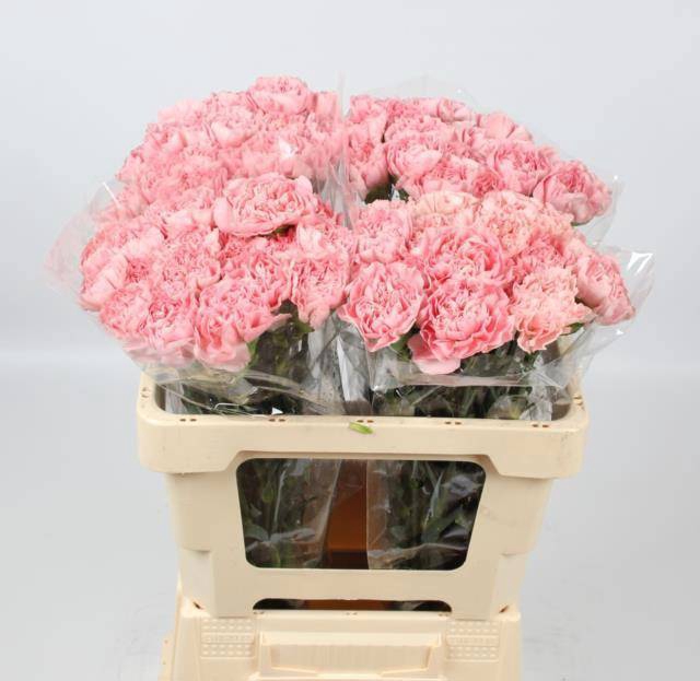 <h4>DI ST PINK MONTEZUMA</h4>