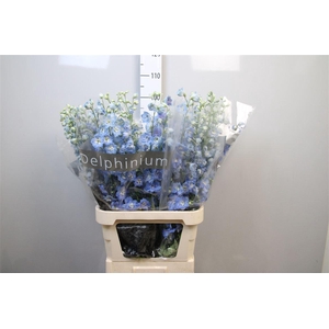 Delph Du Centu Skyblue