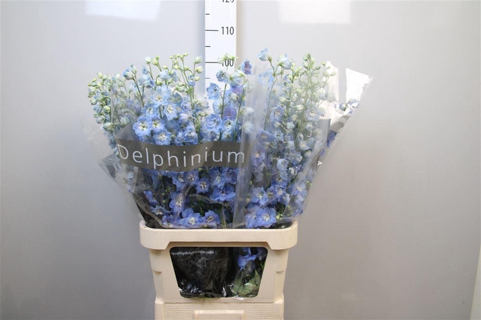 <h4>Delph Du Centu Skyblue</h4>