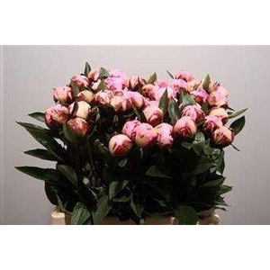 Paeonia sarah bernhardt