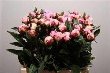 <h4>Paeonia sarah bernhardt</h4>