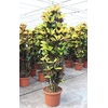 Codiaeum Mrs Iceton