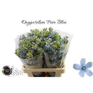 OXY CO TAN PURE BLU