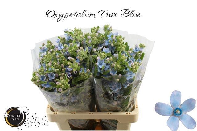 <h4>OXY CO TAN PURE BLU</h4>