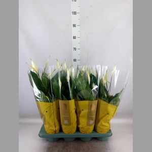 Spathiphyllum  'Pico Cupido'