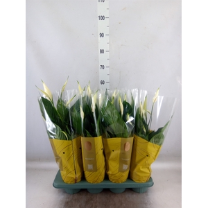 Spathiphyllum  'Pico Cupido'