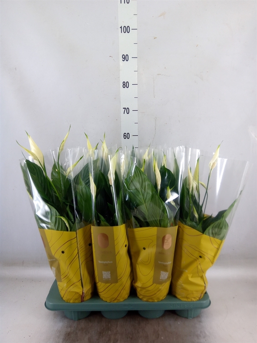 <h4>Spathiphyllum  'Pico Cupido'</h4>