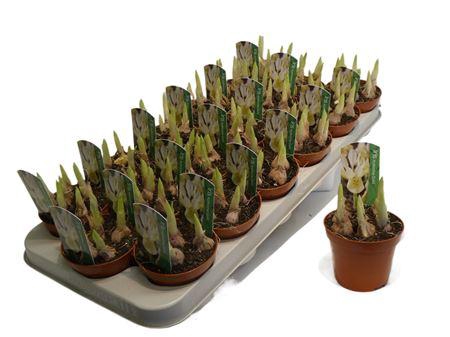 <h4>Iris Katharina Gold</h4>