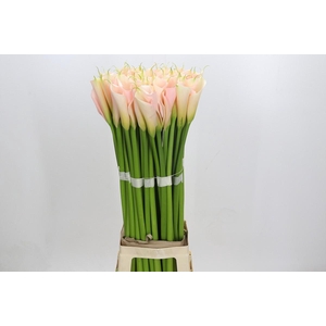 Zantedeschia Eydolls Salmon