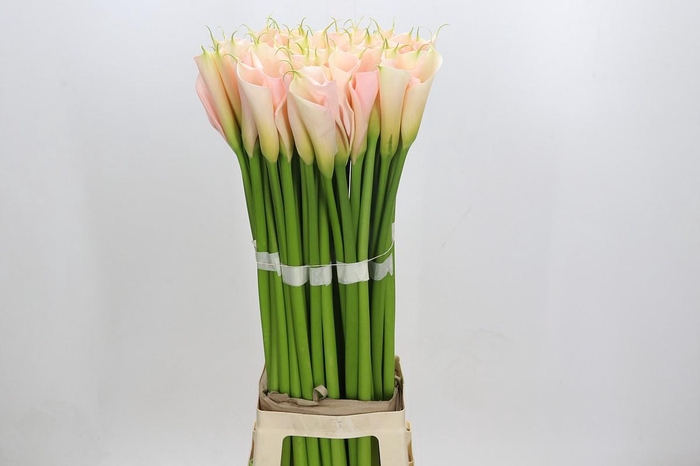 Zantedeschia Eydolls Salmon