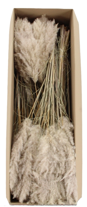 <h4>CORTADERIA OV</h4>