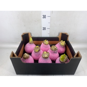 Hippeastrum   ...waxed H%