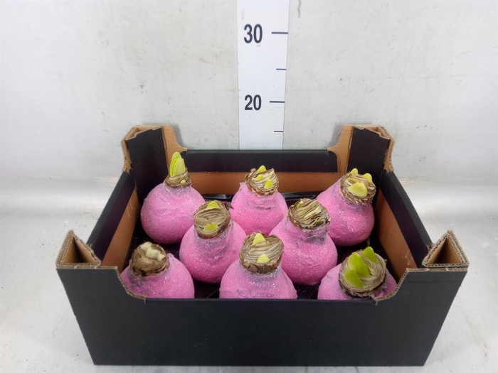 <h4>Hippeastrum   ...waxed H%</h4>