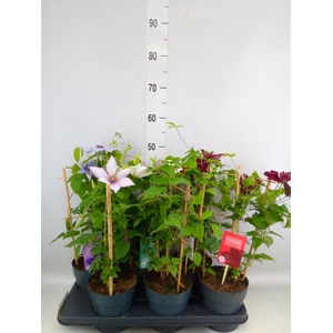Clematis  'Boulevard'   ...mix