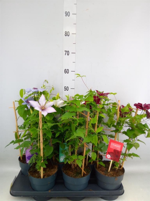 <h4>Clematis  'Boulevard'   ...mix</h4>