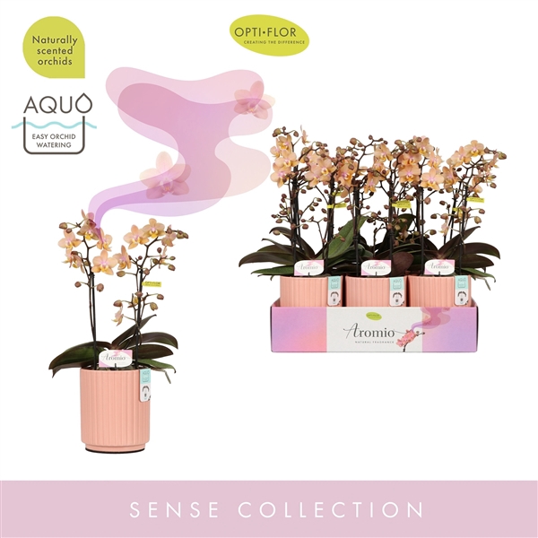<h4>Aromio Fresh 2 spike in Molise Salmon Aquo</h4>