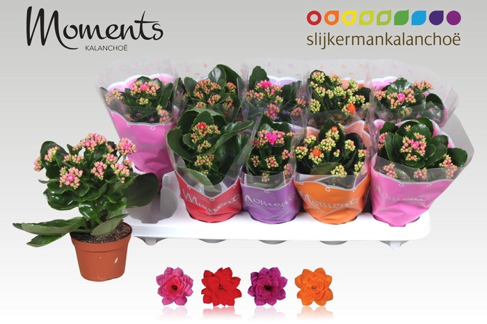 <h4>KAL GE GEM 4 KL</h4>