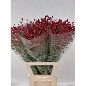 SANG OFFICINALIS
