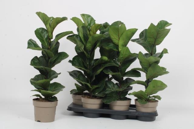 <h4>FICUS LYRATA BAMBINO</h4>