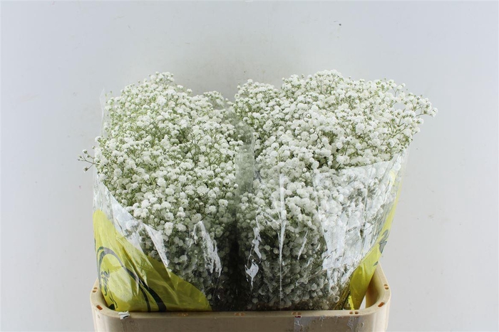 <h4>Gyps Pa Xlence</h4>