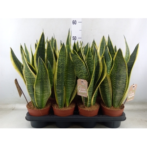 Sansevieria trifa. 'Futura Superba'