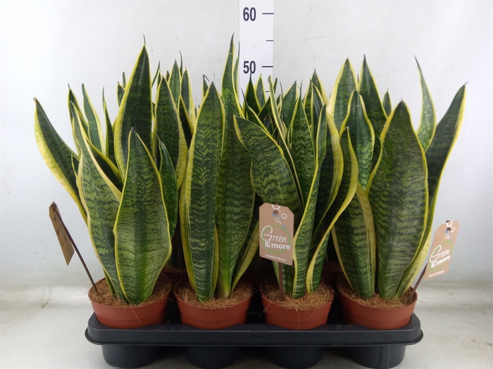 <h4>Sansevieria trifa. 'Futura Superba'</h4>