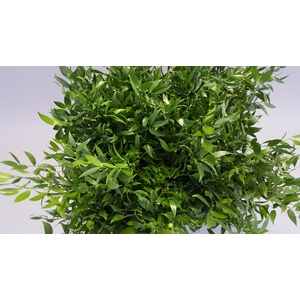 Ruscus x Mazzo da 1 kg