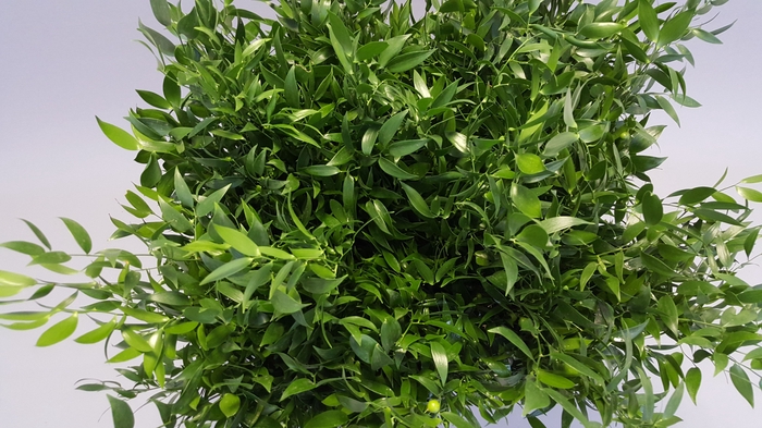 <h4>Ruscus x Mazzo da 1 kg</h4>