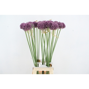 ALLIUM GROOTBLOEMIG
