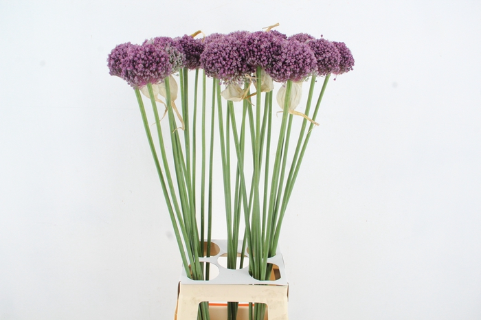 <h4>ALLIUM GROOTBLOEMIG</h4>