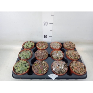 Lithops sp.